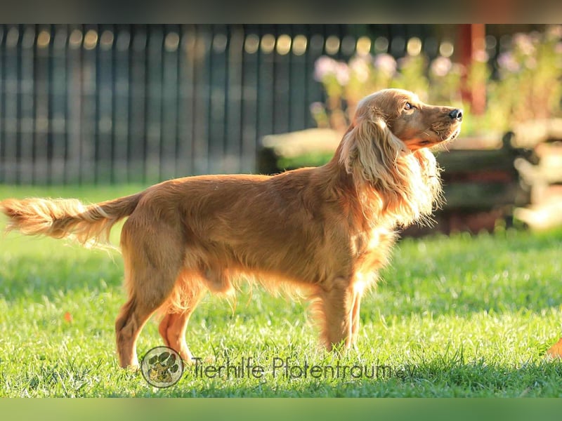 Donn, aufgeschlossener Cocker Spaniel sucht sein Für-Immer-Zuhause