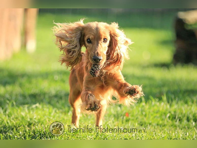 Donn, aufgeschlossener Cocker Spaniel sucht sein Für-Immer-Zuhause