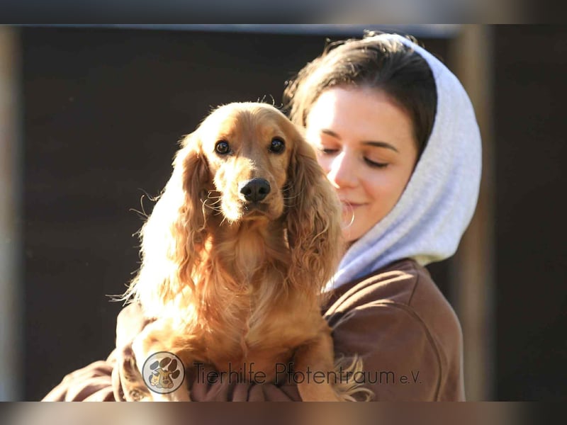 Donn, aufgeschlossener Cocker Spaniel sucht sein Für-Immer-Zuhause