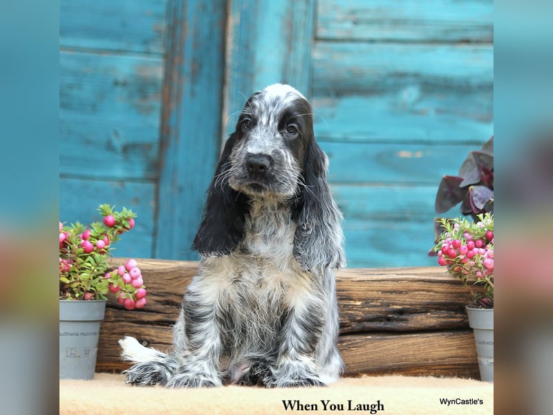 English Cocker Spaniel