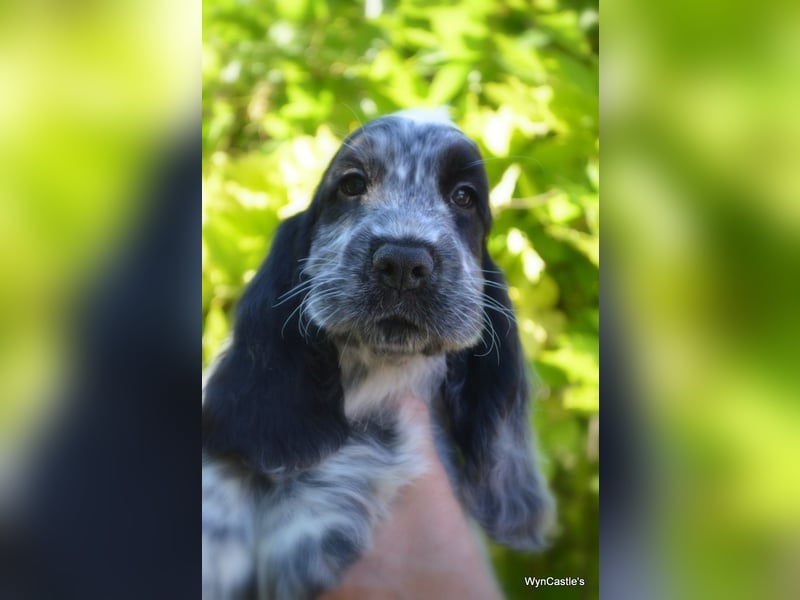 English Cocker Spaniel