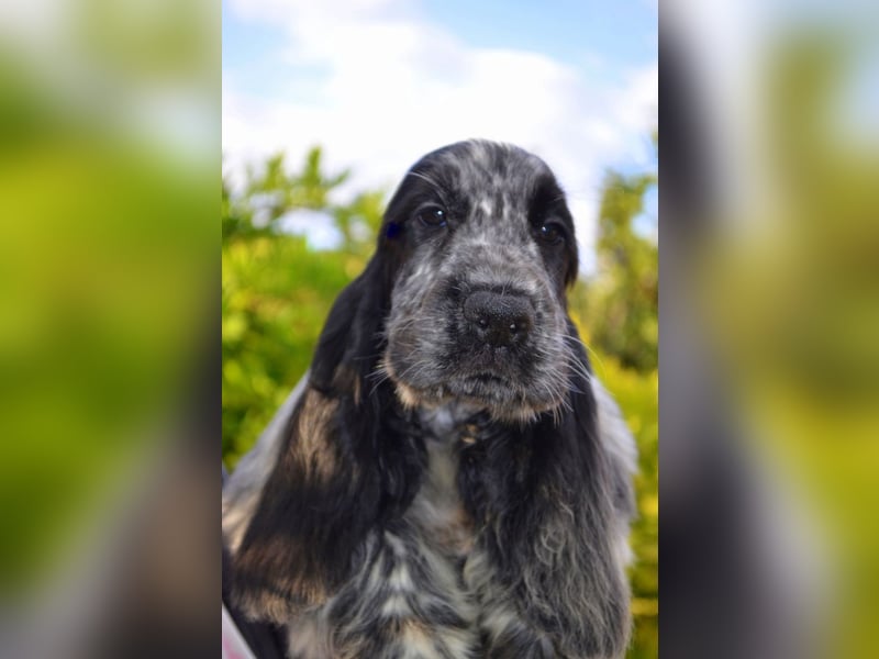 English Cocker Spaniel