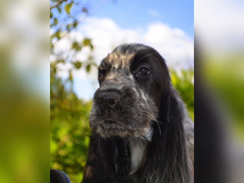English Cocker Spaniel