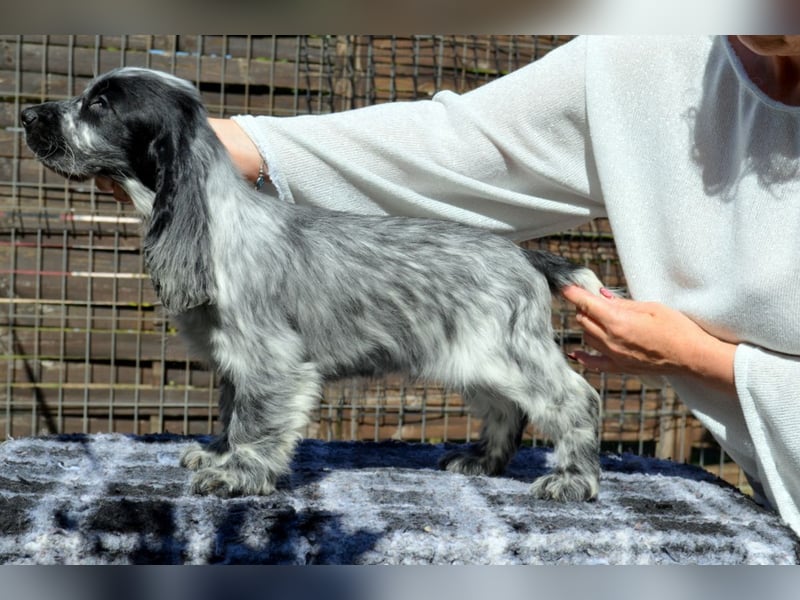 English Cocker Spaniel