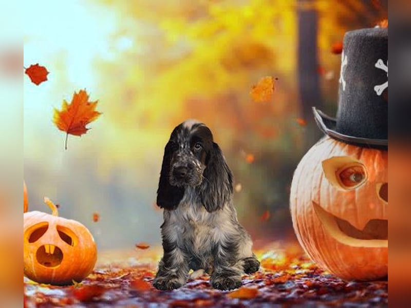 English Cocker Spaniel