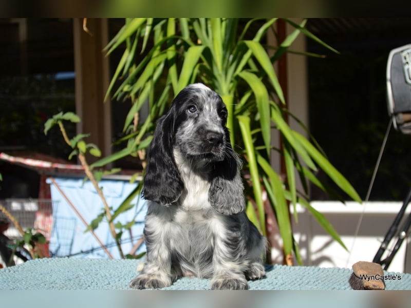 English Cocker Spaniel