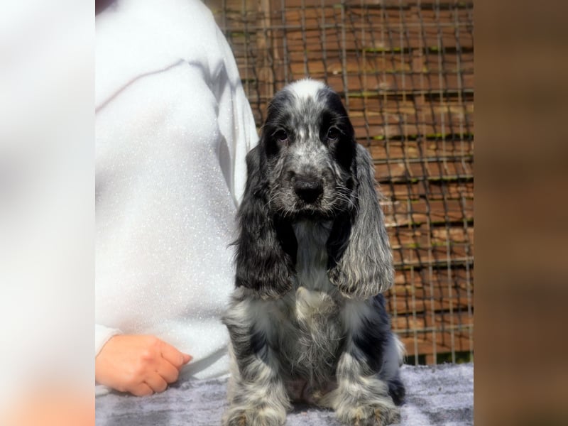 English Cocker Spaniel