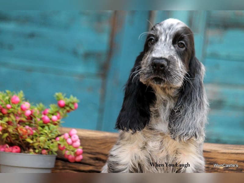 English Cocker Spaniel