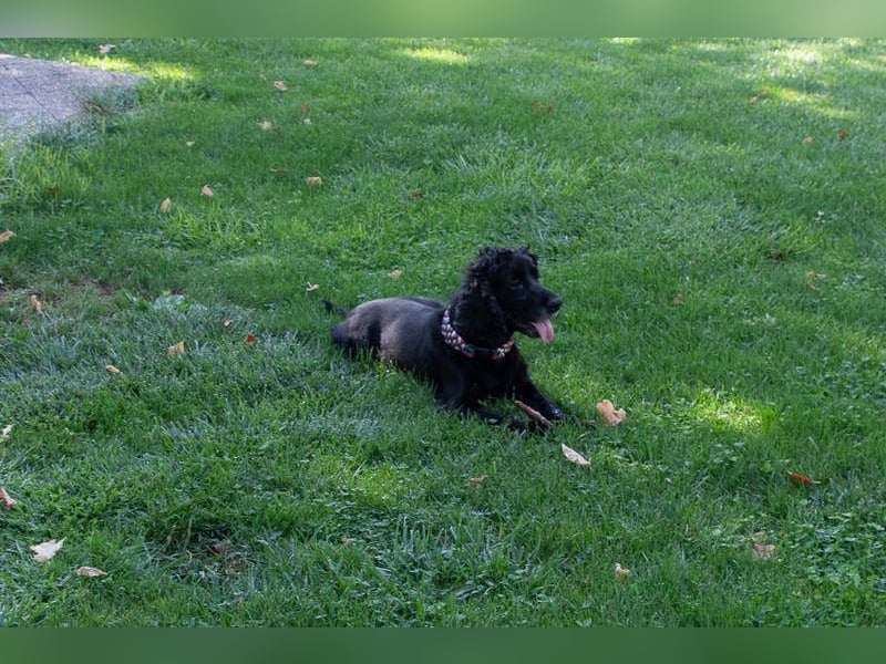 Hübscher ODIN-freundlicher,ruhiger,menschenbezogener liebenswerter Bub sucht noch einmal ein Zuhause