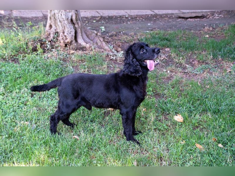 Hübscher ODIN-freundlicher,ruhiger,menschenbezogener liebenswerter Bub sucht noch einmal ein Zuhause