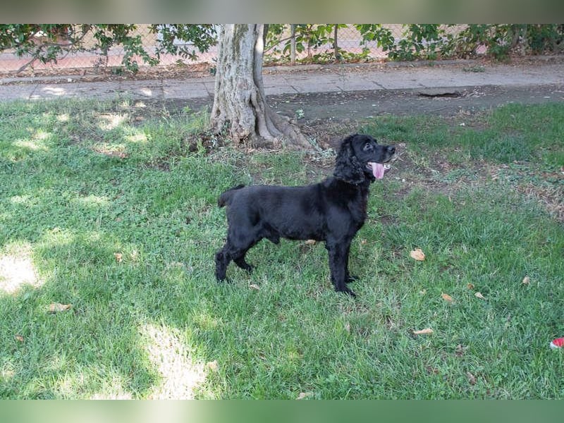 Hübscher ODIN-freundlicher,ruhiger,menschenbezogener liebenswerter Bub sucht noch einmal ein Zuhause