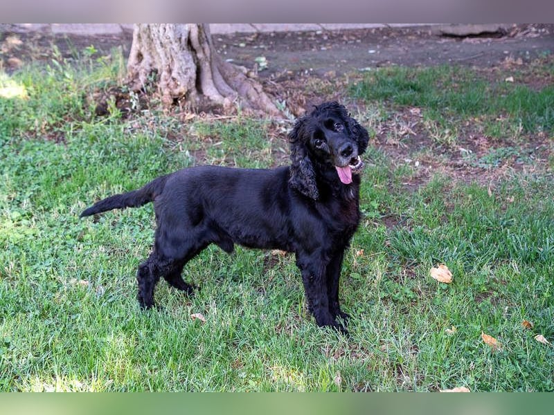 Hübscher ODIN-freundlicher,ruhiger,menschenbezogener liebenswerter Bub sucht noch einmal ein Zuhause