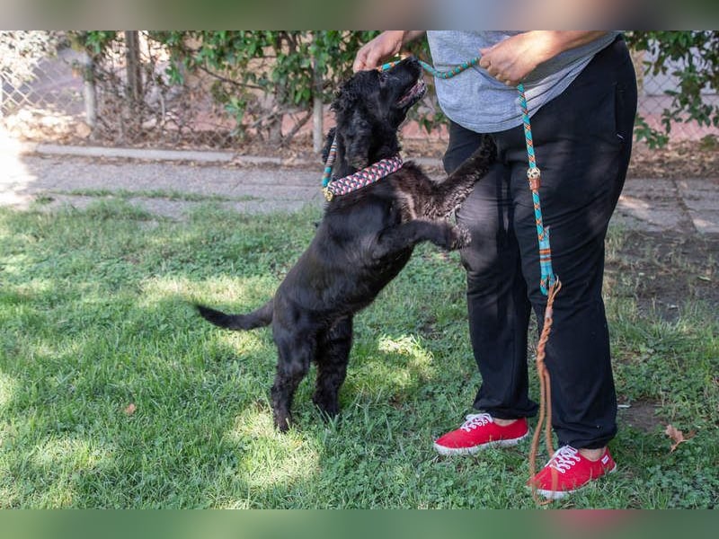 Hübscher ODIN-freundlicher,ruhiger,menschenbezogener liebenswerter Bub sucht noch einmal ein Zuhause