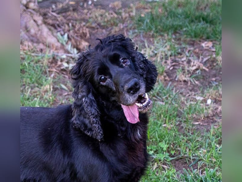 Hübscher ODIN-freundlicher,ruhiger,menschenbezogener liebenswerter Bub sucht noch einmal ein Zuhause