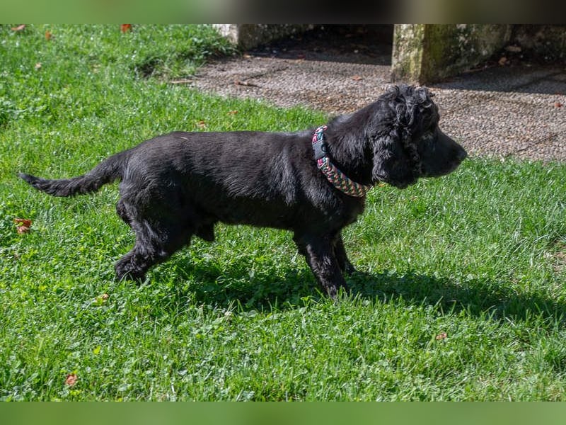 Hübscher ODIN-freundlicher,ruhiger,menschenbezogener liebenswerter Bub sucht noch einmal ein Zuhause