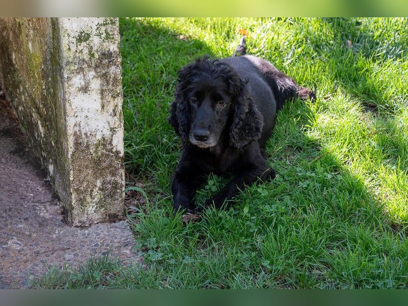 Hübscher ODIN-freundlicher,ruhiger,menschenbezogener liebenswerter Bub sucht noch einmal ein Zuhause