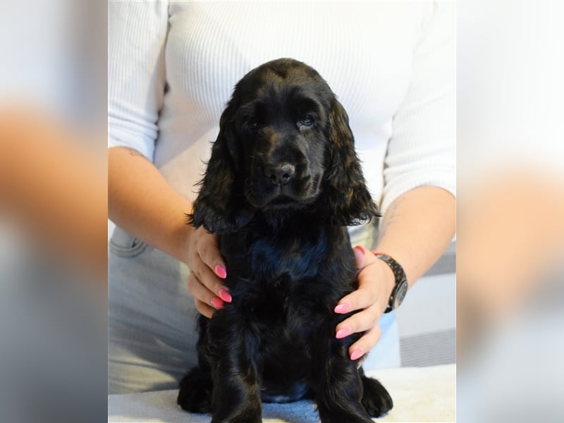 English cocker spaniel