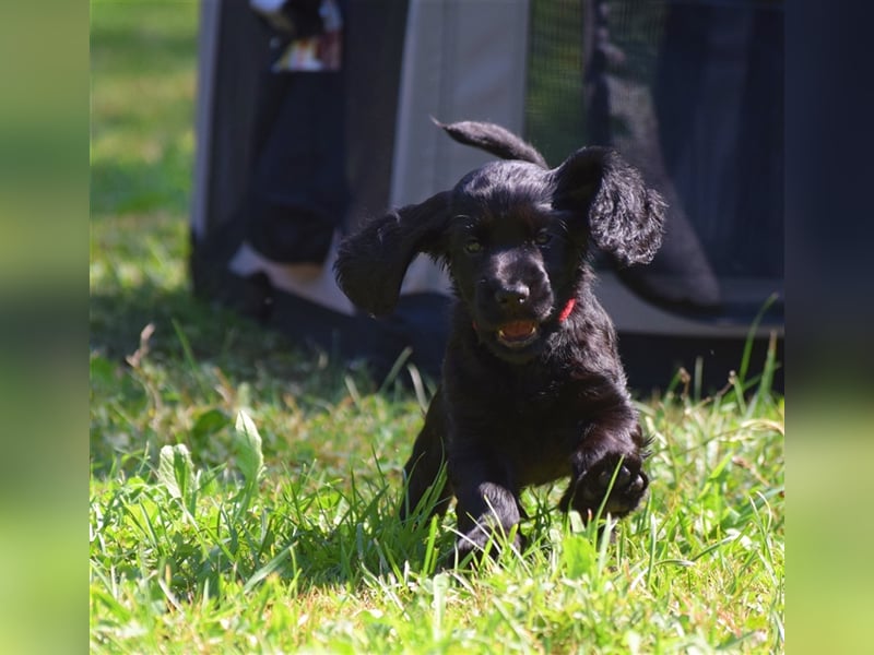 English cocker spaniel