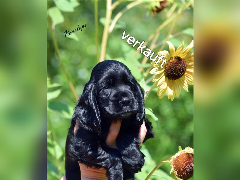 English cocker spaniel