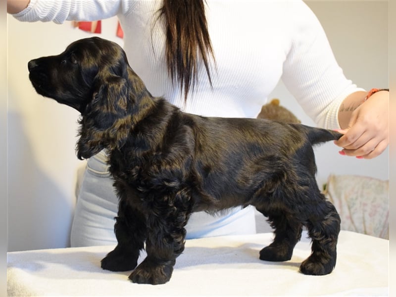 English cocker spaniel