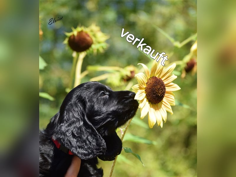 English cocker spaniel