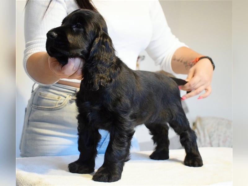 English cocker spaniel