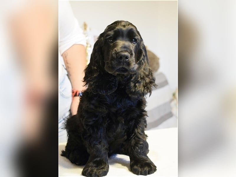 English cocker spaniel