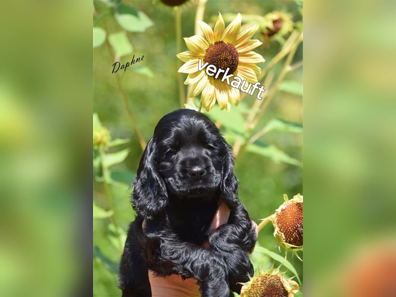 English cocker spaniel