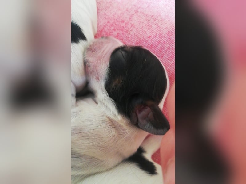 Englische Cockerspaniel Welpen