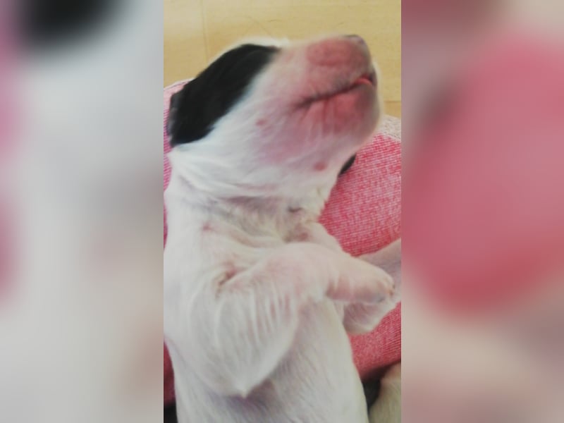 Englische Cockerspaniel Welpen