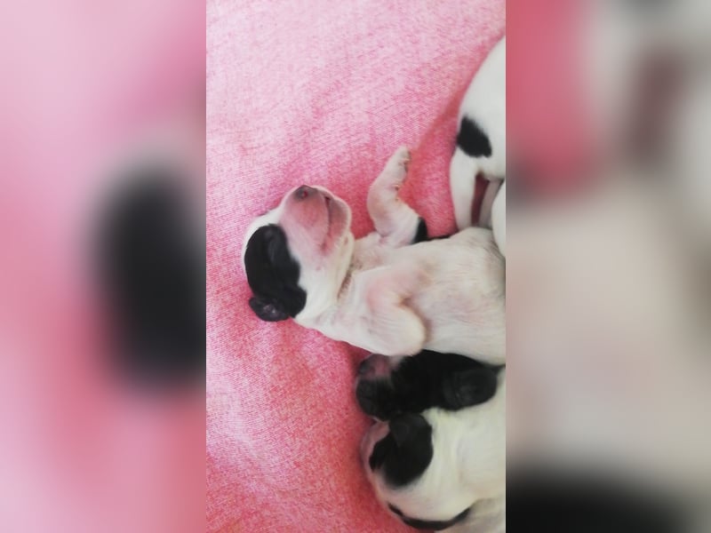 Englische Cockerspaniel Welpen