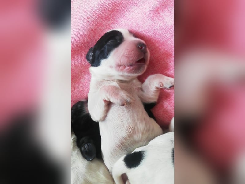 Englische Cockerspaniel Welpen