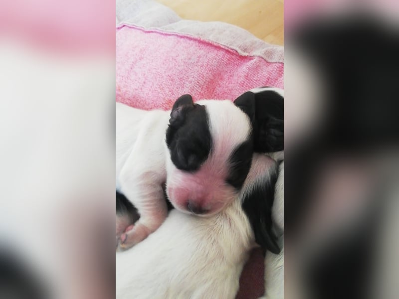 Englische Cockerspaniel Welpen