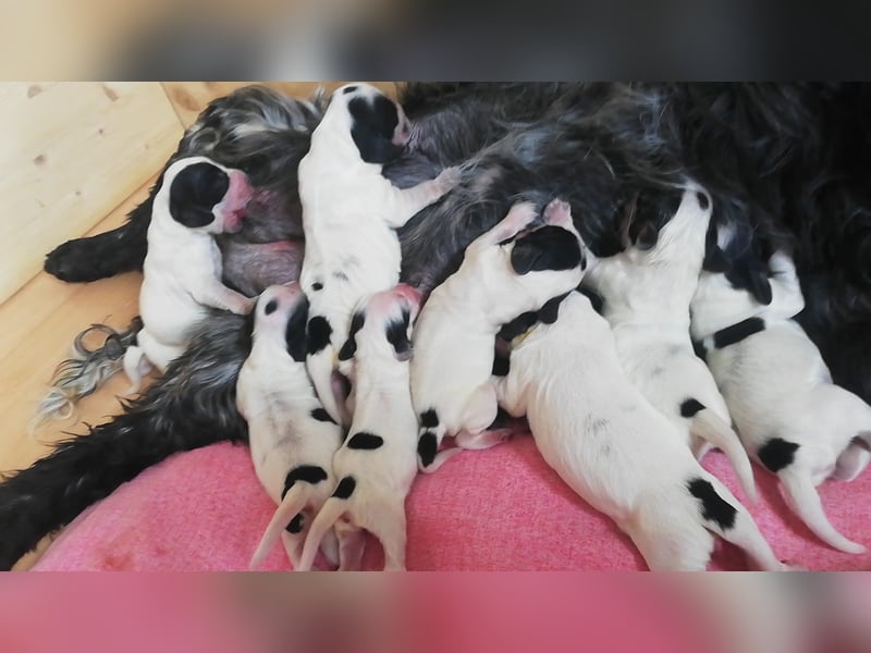 Englische Cockerspaniel Welpen