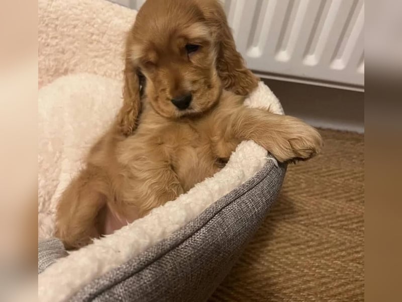 Cocker spaniel welpen