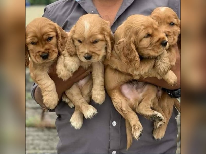 Cocker spaniel welpen