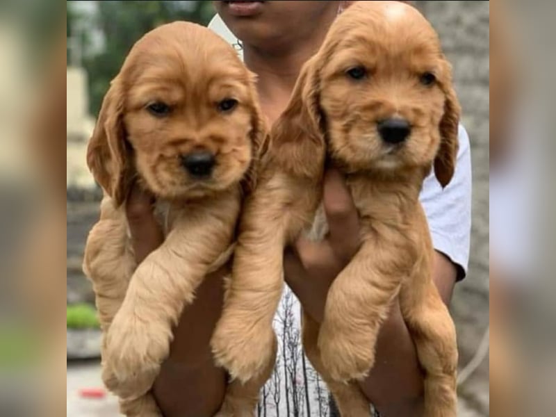 Cocker spaniel welpen
