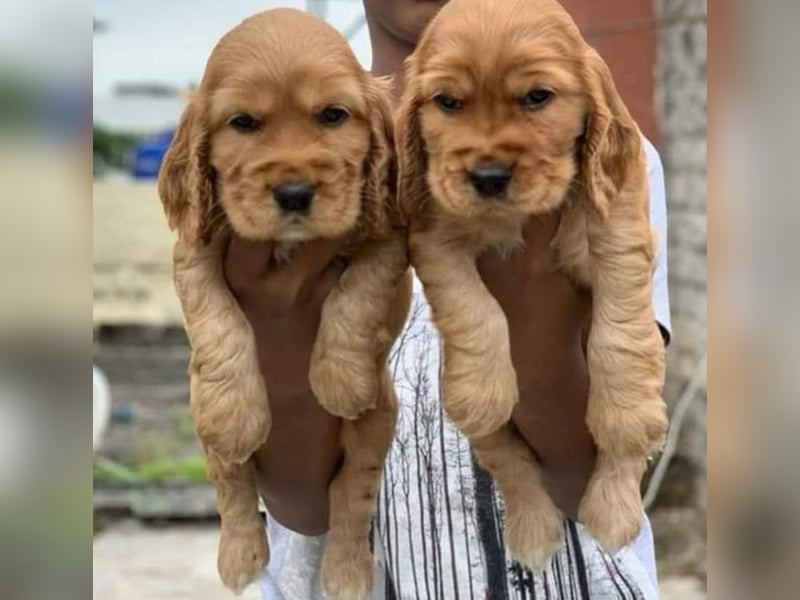 Cocker spaniel welpen