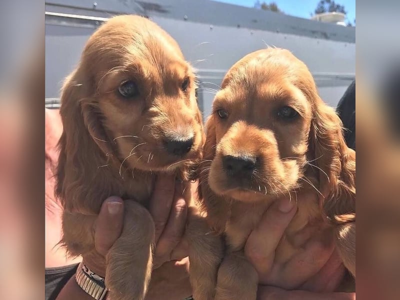 Cocker spaniel welpen