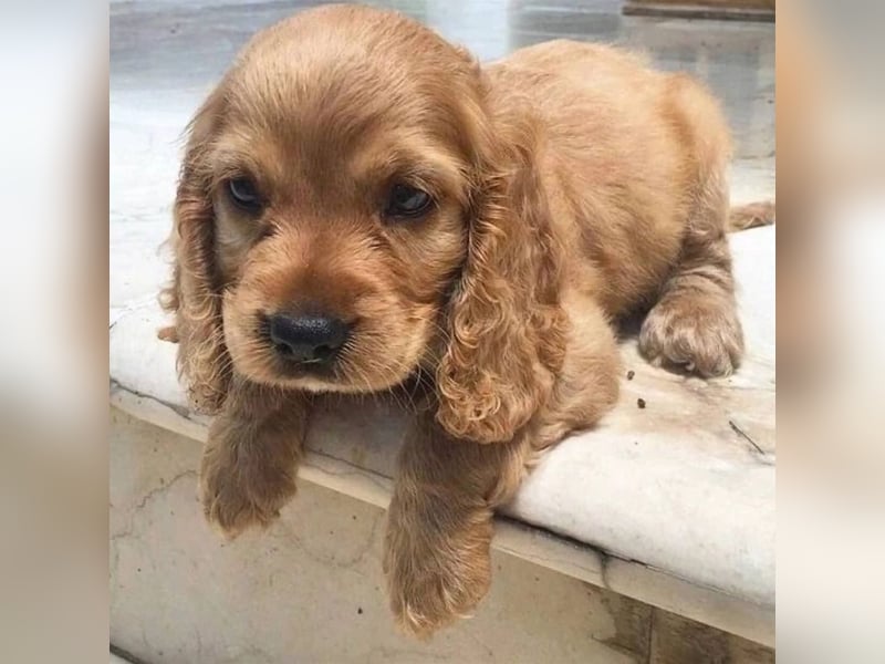 Cocker spaniel welpen