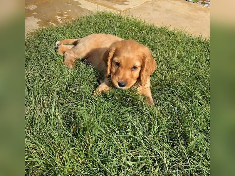 Cocker spaniel welpen