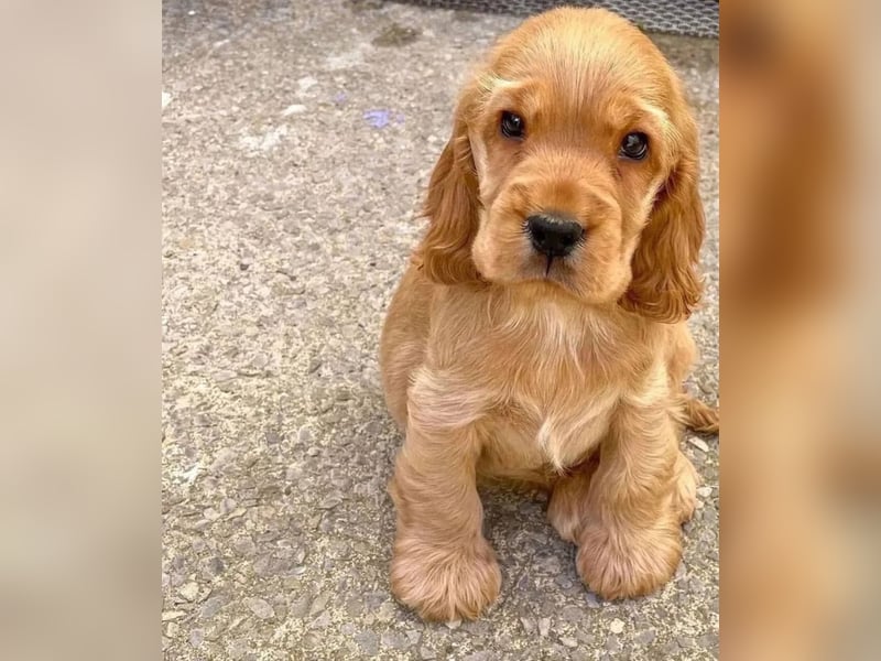 Cocker spaniel welpen