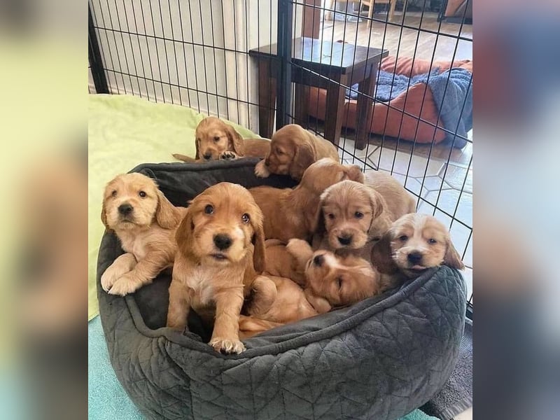 Cocker spaniel welpen