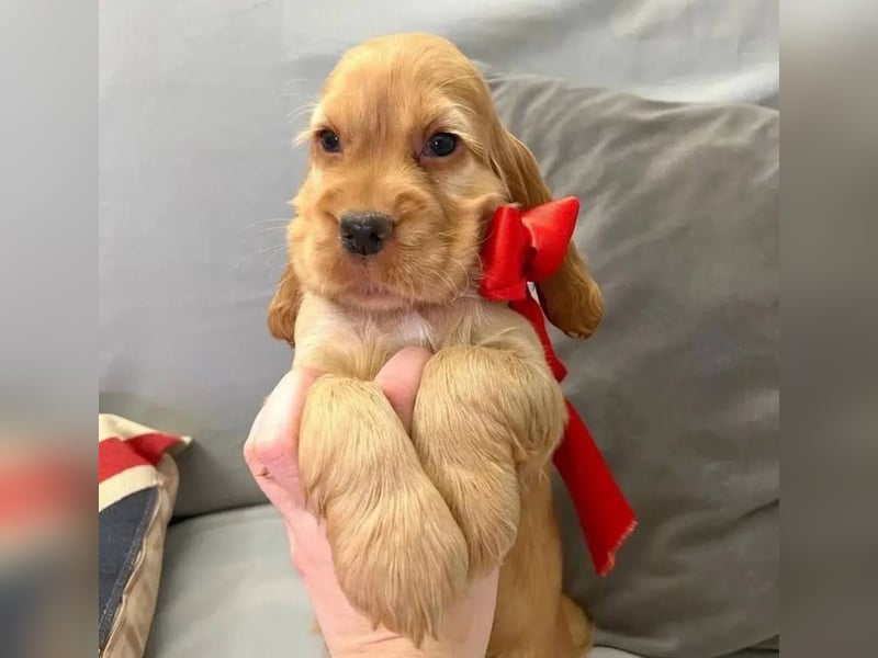 Cocker spaniel welpen