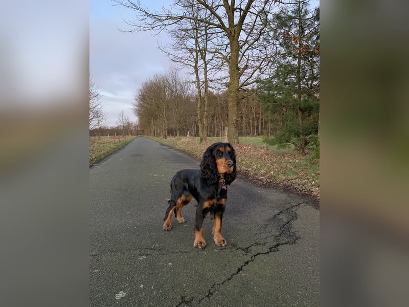 Wurfankündigung Cocker Spaniel Welpen