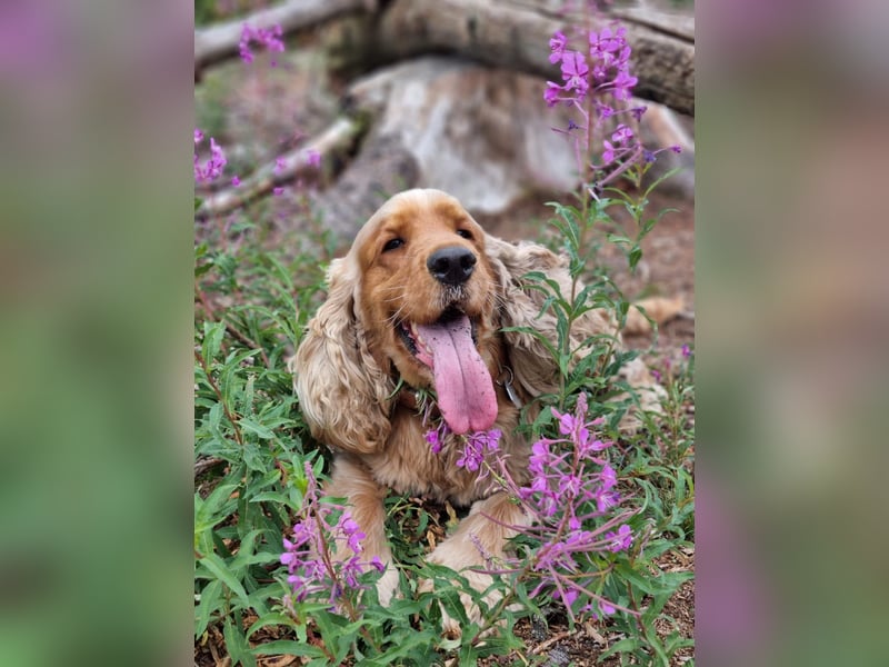 Wurfankündigung Cocker Spaniel Welpen