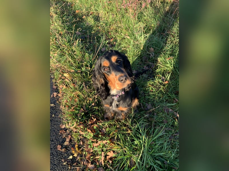 Wurfankündigung Cocker Spaniel Welpen
