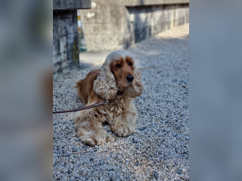 Wurfankündigung Cocker Spaniel Welpen