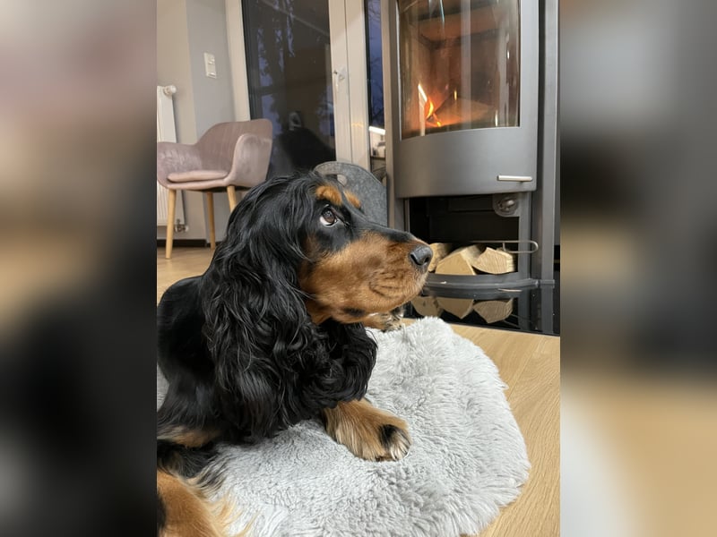 Wurfankündigung Cocker Spaniel Welpen
