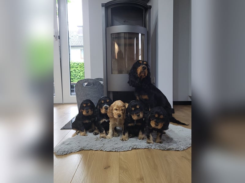 Wurfankündigung Cocker Spaniel Welpen
